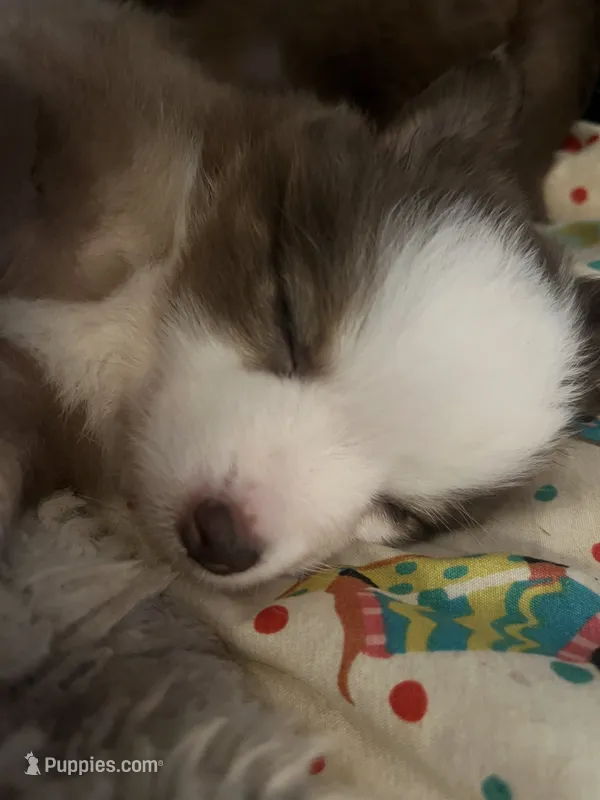 Dolly – Miniature American Shepherd puppy for sale in Timberlake, NC