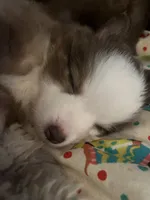 Dolly, a female Miniature American Shepherd for sale in Timberlake, NC – 1 of 1