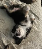 Buffy, a female Miniature Australian Shepherd for sale in Timberlake, NC – 1 of 4