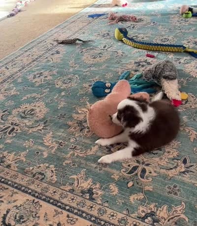Harmony, a female Miniature Australian Shepherd for sale in Timberlake, NC – 8 of 9