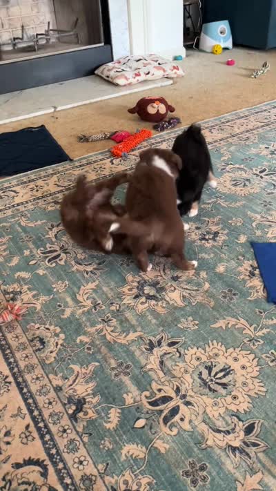 Harmony, a female Miniature Australian Shepherd for sale in Timberlake, NC – 9 of 9