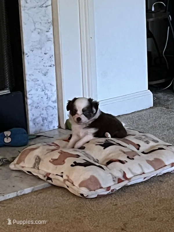 Hermonie – Miniature American Shepherd puppy for sale in Timberlake, NC