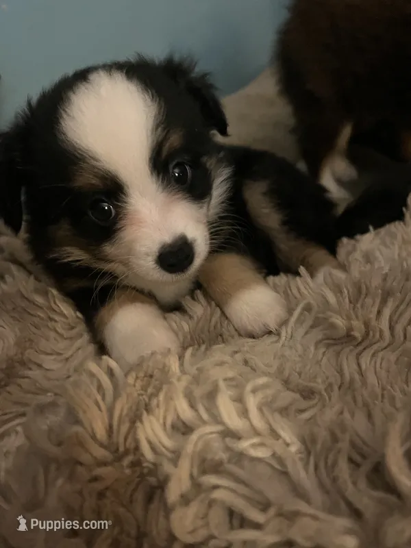 Buffy – Miniature American Shepherd puppy for sale in Timberlake, NC