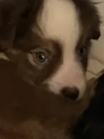 Monkey, a female Miniature Australian Shepherd for sale in Timberlake, NC – 4 of 6