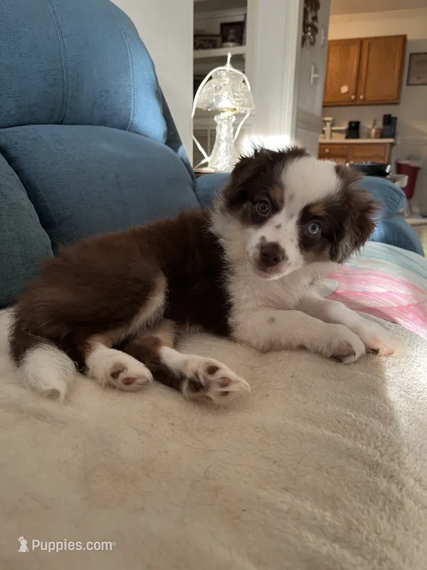 Harmony – Miniature Australian Shepherd puppy for sale in Timberlake, NC