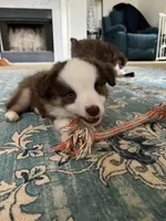 Duey, a male Miniature Australian Shepherd for sale in Timberlake, NC – Photo 2 of 2