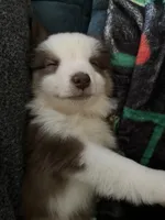 Duey, a male Miniature Australian Shepherd for sale in Timberlake, NC – Photo 1 of 2