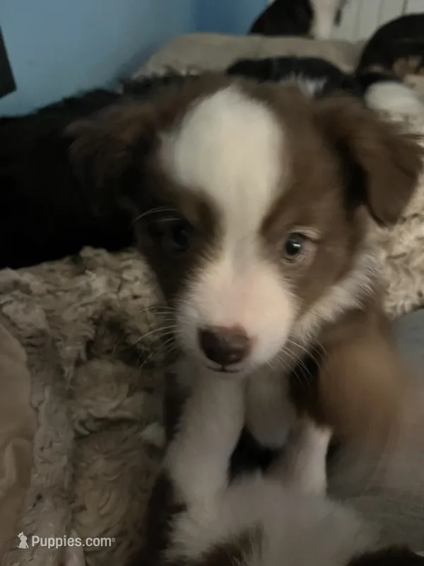 Jolene – Miniature American Shepherd puppy for sale in Timberlake, NC