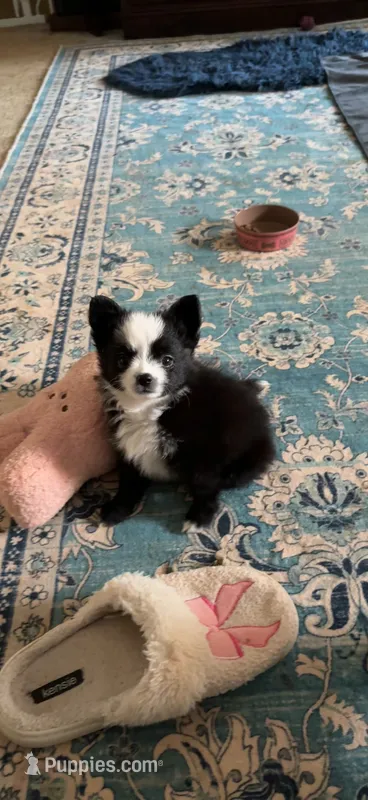 Ridgley – Miniature Australian Shepherd puppy for sale in Timberlake, NC