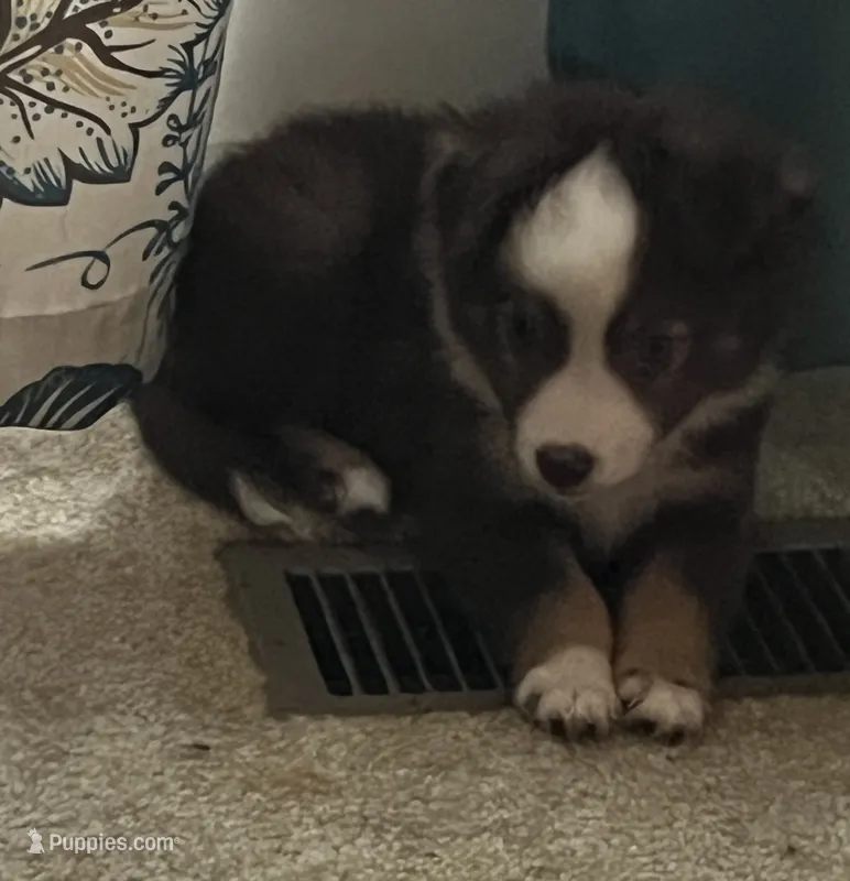 Monkey – Miniature Australian Shepherd puppy for sale in Timberlake, NC