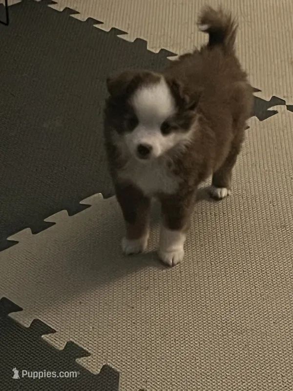 Dolly – Miniature American Shepherd puppy for sale in Timberlake, NC