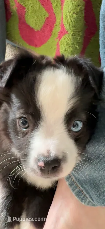 Petunia aka Toonie – Miniature Australian Shepherd puppy for sale in Timberlake, NC