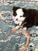 Louie, a male Miniature Australian Shepherd for sale in Timberlake, NC – Photo 2 of 2