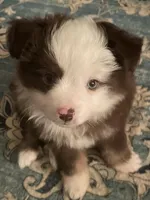 Louie, a male Miniature Australian Shepherd for sale in Timberlake, NC – Photo 1 of 2