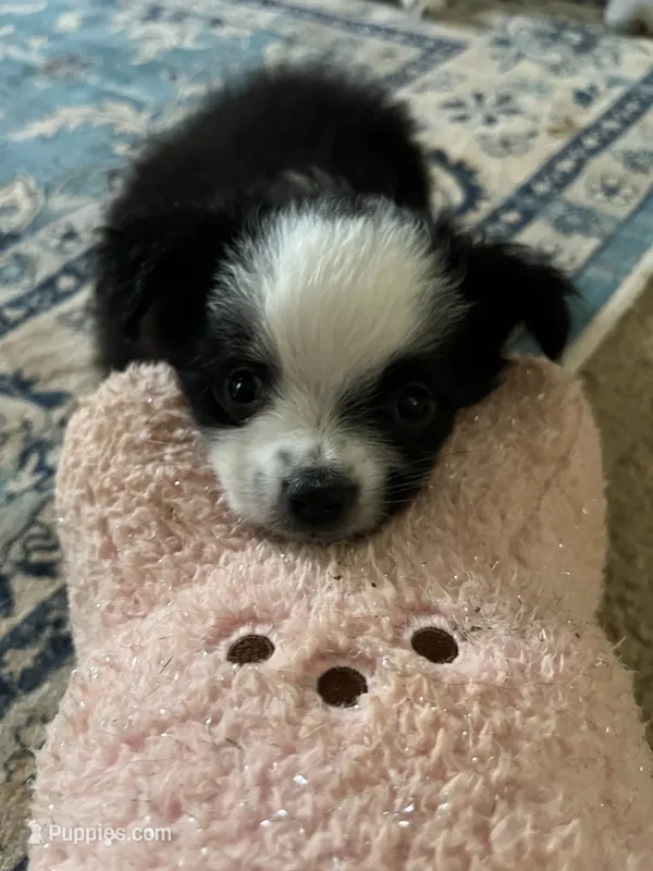 Lilly – Miniature Australian Shepherd puppy for sale in Timberlake, NC