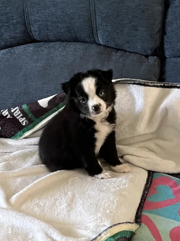 Petunia aka Toonie – Miniature Australian Shepherd puppy for sale in Timberlake, NC