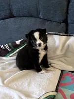 Petunia aka Toonie, a female Miniature Australian Shepherd for sale in Timberlake, NC – 1 of 1