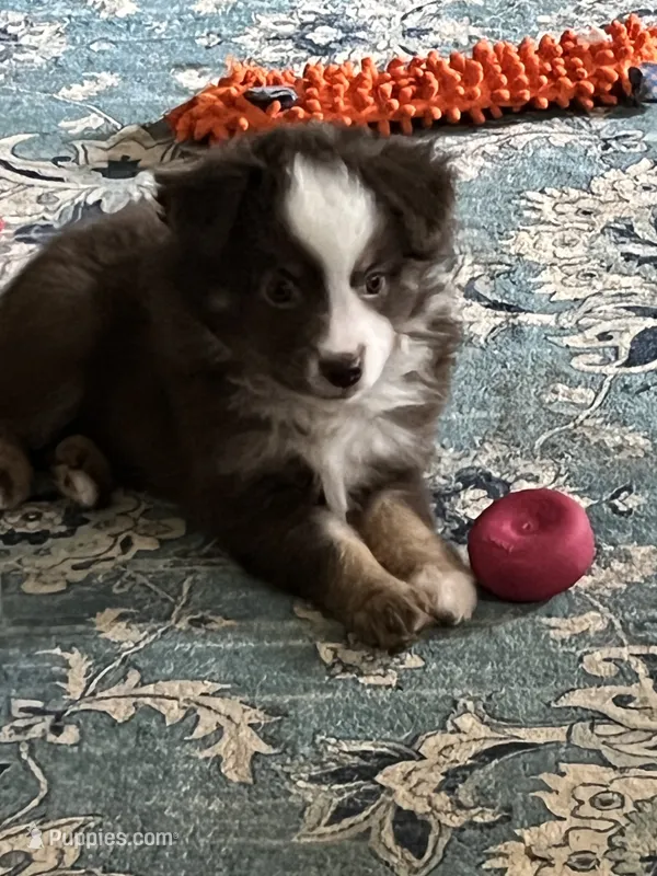 Jolene – Miniature American Shepherd puppy for sale in Timberlake, NC
