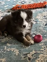 Jolene, a female Miniature Australian Shepherd for sale in Timberlake, NC – 1 of 4