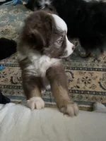 Monkey, a female Miniature Australian Shepherd for sale in Timberlake, NC – 2 of 6