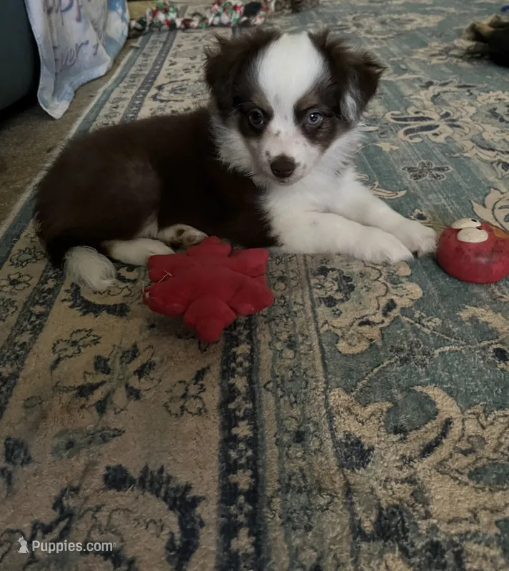 Hermonie – Miniature Australian Shepherd puppy for sale in Timberlake, NC
