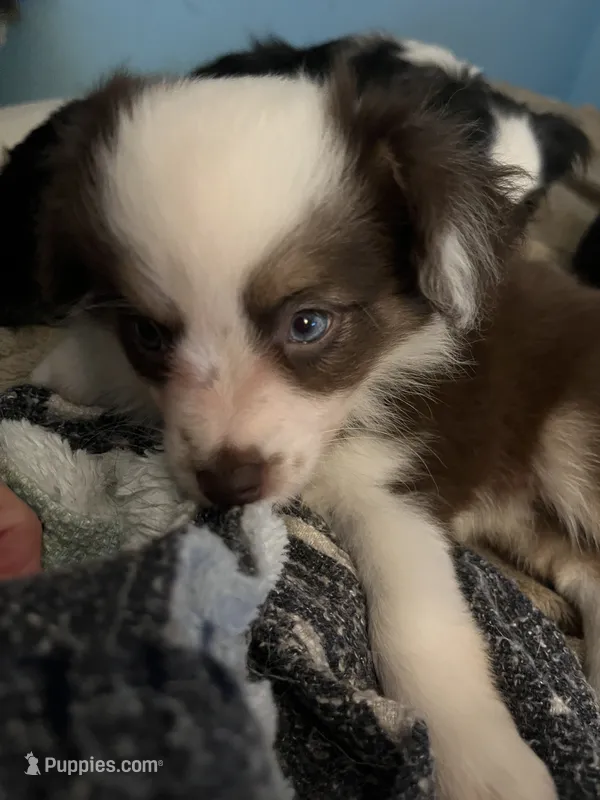 Hermonie – Miniature American Shepherd puppy for sale in Timberlake, NC