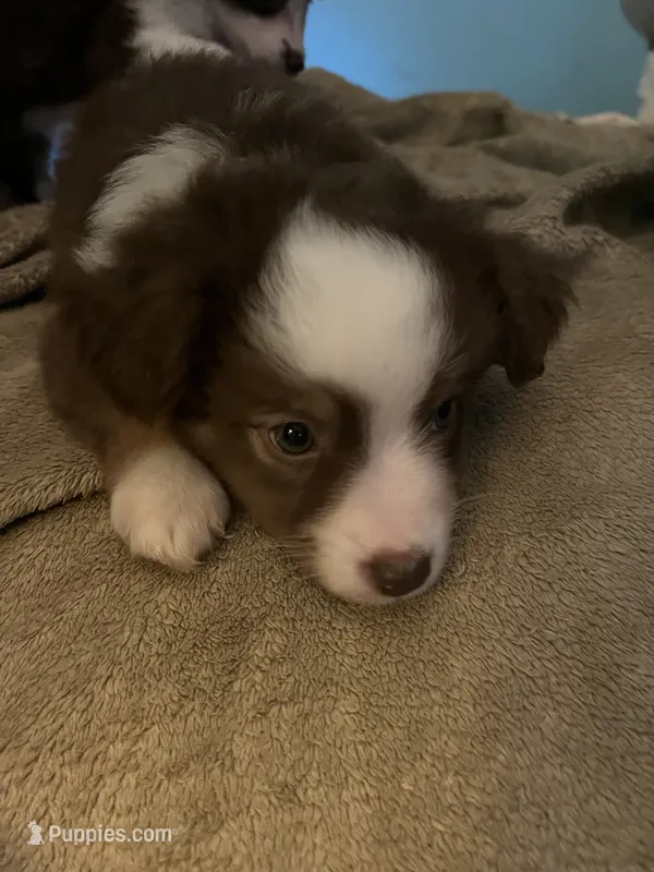 Monkey – Miniature American Shepherd puppy for sale in Timberlake, NC