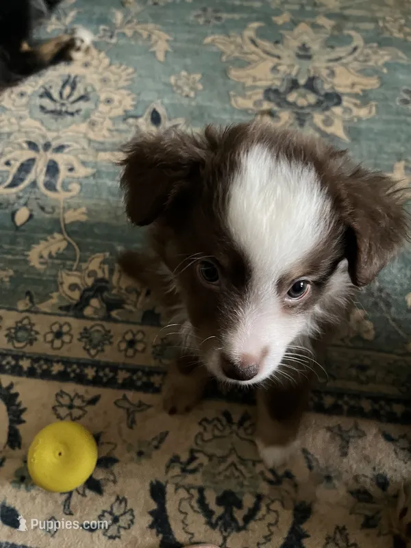 Jolene – Miniature American Shepherd puppy for sale in Timberlake, NC