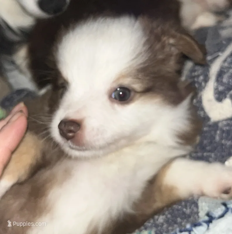 Dolly – Miniature American Shepherd puppy for sale in Timberlake, NC