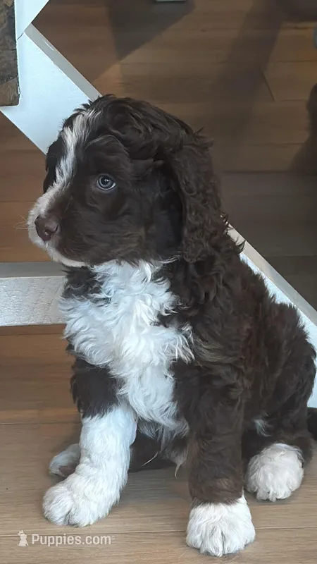 Apolo Ohno – Miniature Bernedoodle, Miniature Aussiedoodle puppy for sale in Greenville, OH
