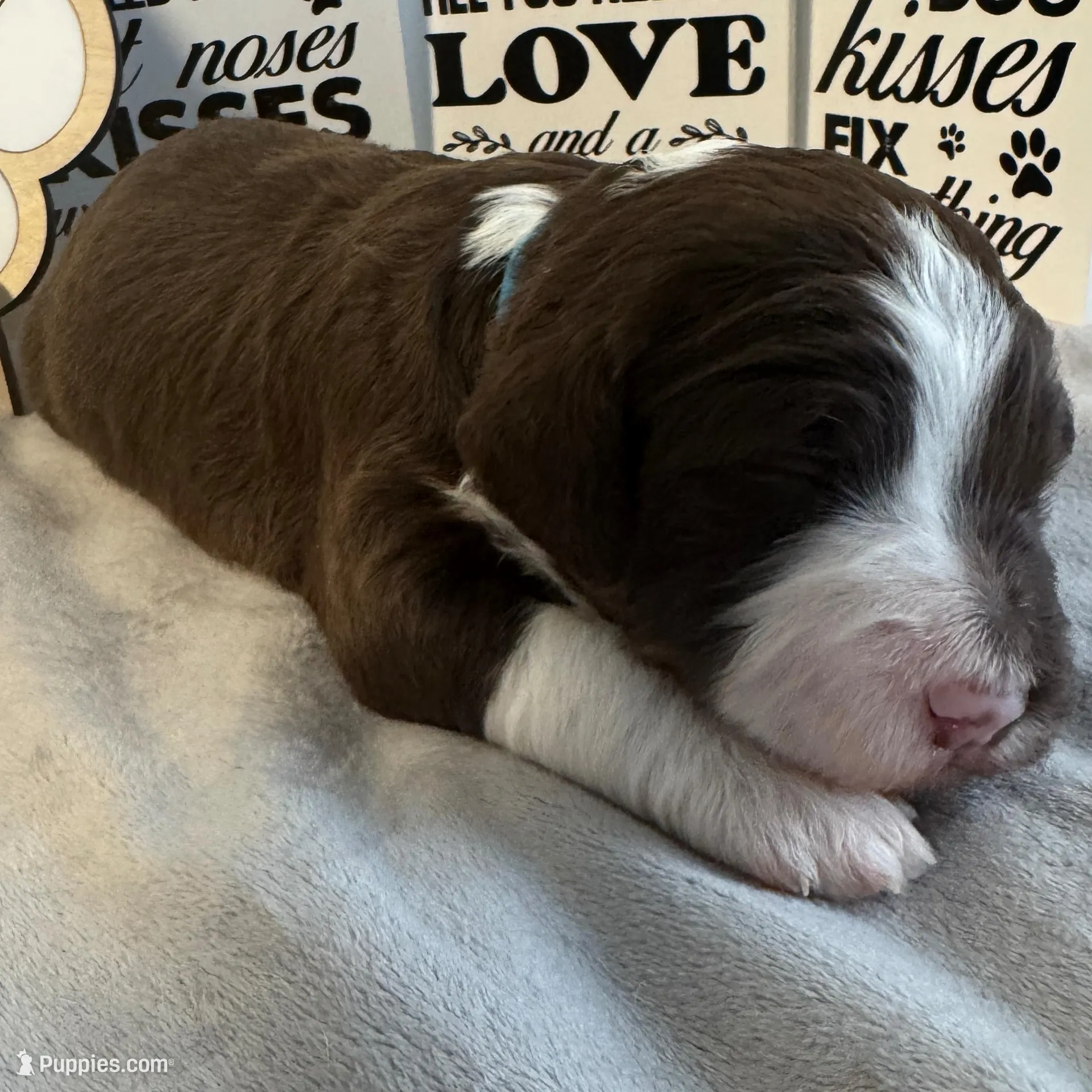 Apolo Ohno – Miniature Bernedoodle, Miniature Aussiedoodle puppy for sale in Greenville, OH