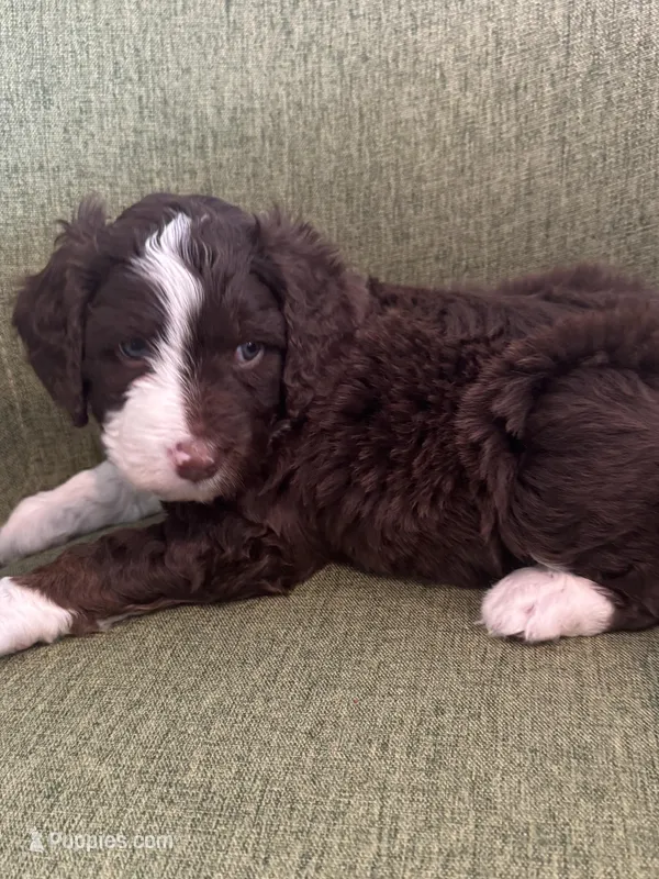 Apolo Ohno – Miniature Bernedoodle, Miniature Aussiedoodle puppy on hold in Greenville, OH