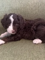 Apolo Ohno, a male Miniature Bernedoodle and Miniature Aussiedoodle for sale in Greenville, OH – Photo 1 of 3
