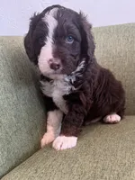 Apolo Ohno, a male Miniature Bernedoodle and Miniature Aussiedoodle for sale in Greenville, OH – Photo 2 of 3