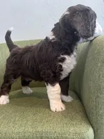 Apolo Ohno, a male Miniature Bernedoodle and Miniature Aussiedoodle for sale in Greenville, OH – Photo 3 of 3