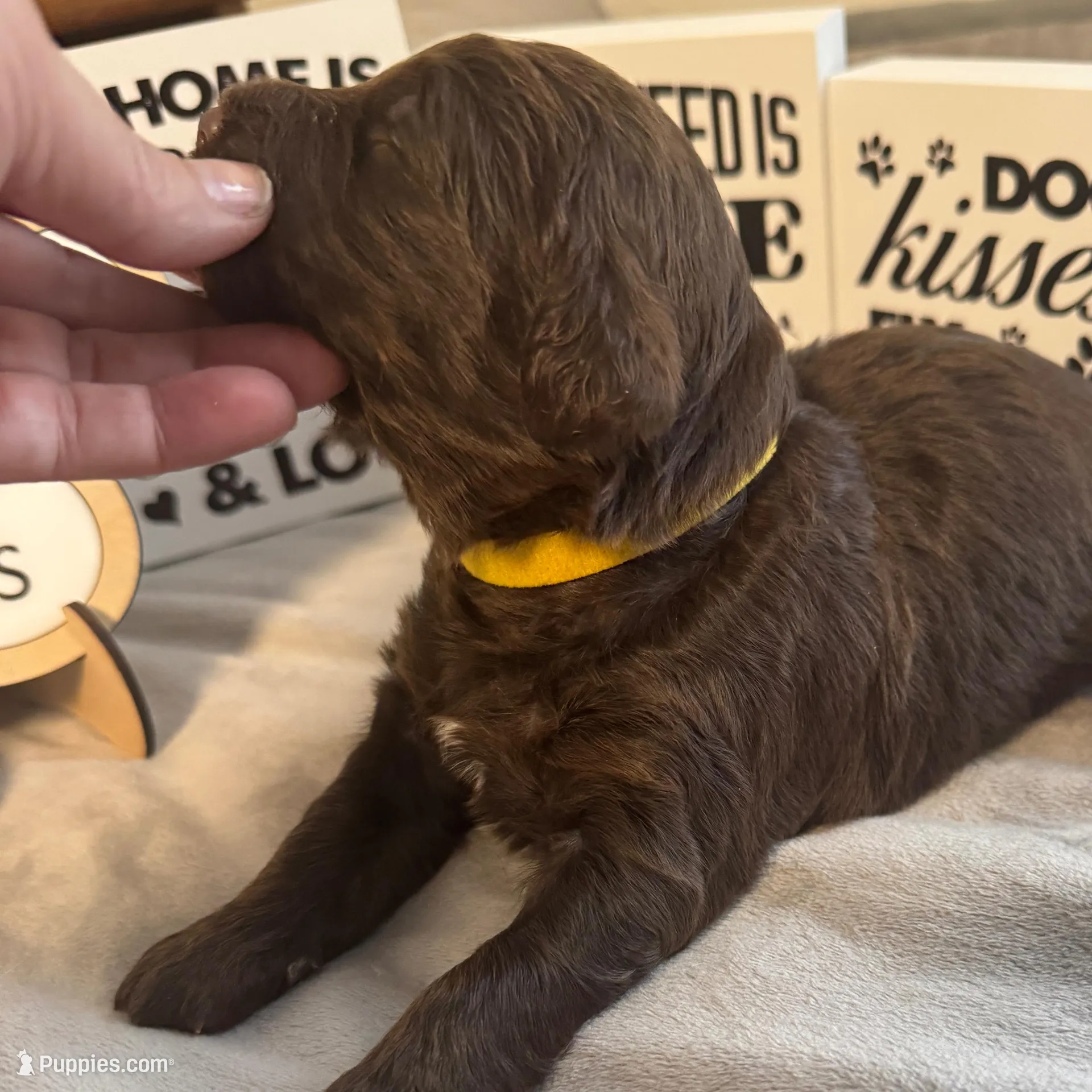 Dorothy Hamill – Miniature Bernedoodle, Miniature Aussiedoodle puppy for sale in Greenville, OH