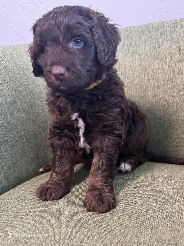 Dorothy Hamill – Miniature Bernedoodle, Miniature Aussiedoodle puppy for sale in Greenville, OH