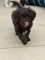 Dorothy Hamill, a female Miniature Bernedoodle and Miniature Aussiedoodle for sale in Greenville, OH – Photo 3 of 3