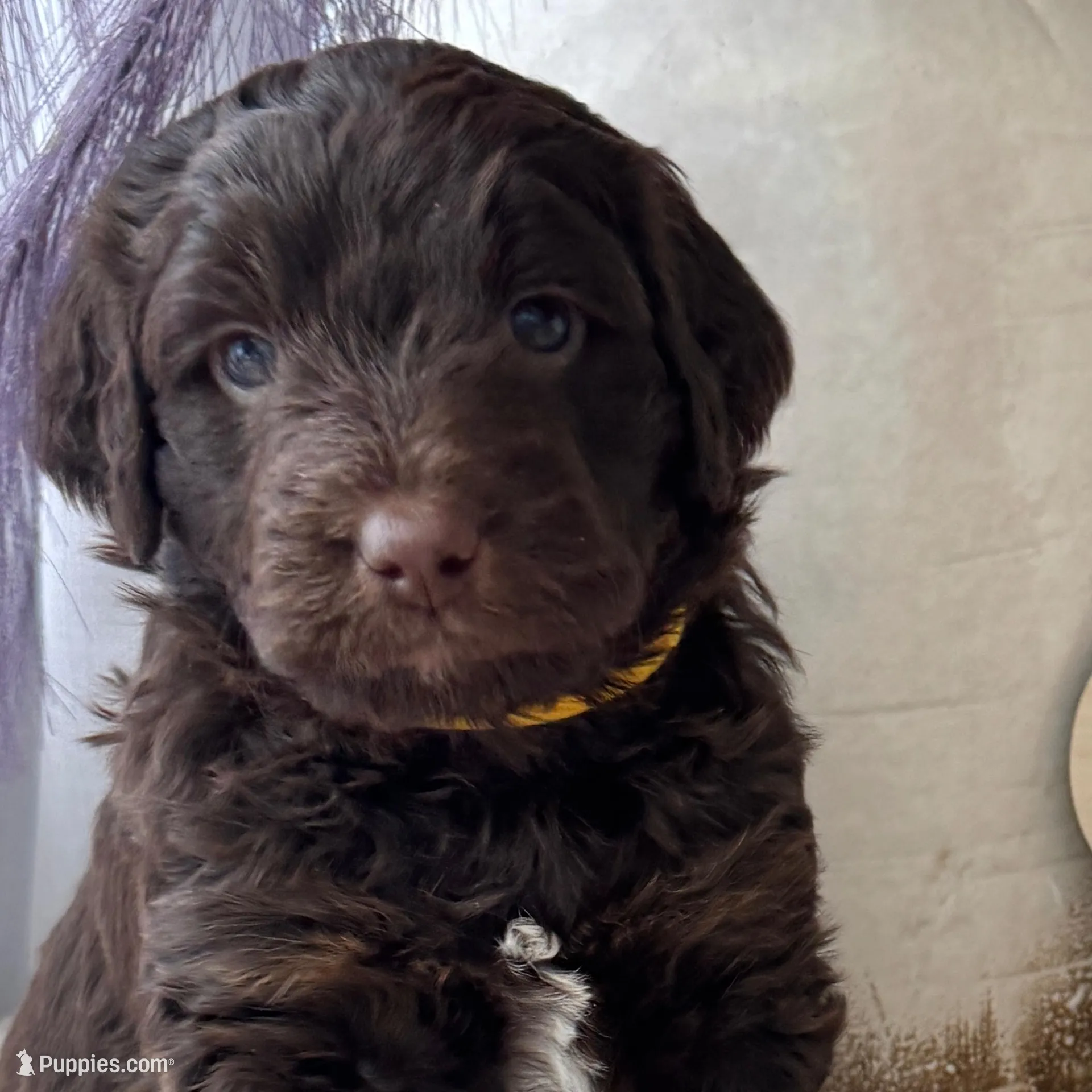 Dorothy Hamill – Miniature Bernedoodle, Miniature Aussiedoodle puppy for sale in Greenville, OH