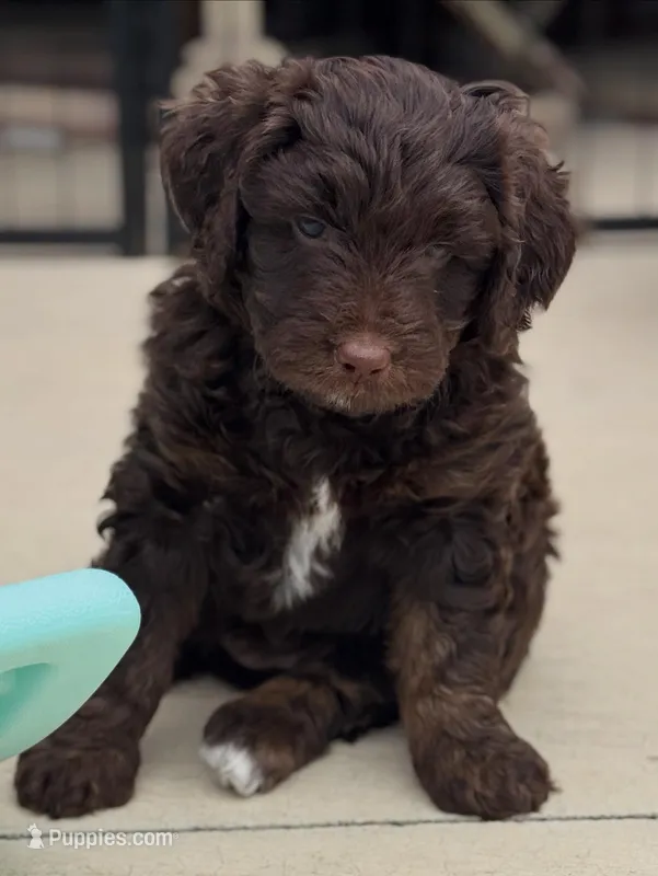 Dorothy Hamill – Miniature Bernedoodle, Miniature Aussiedoodle puppy for sale in Greenville, OH