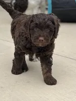 Dorothy Hamill, a female Miniature Bernedoodle and Miniature Aussiedoodle for sale in Greenville, OH – Photo 2 of 3