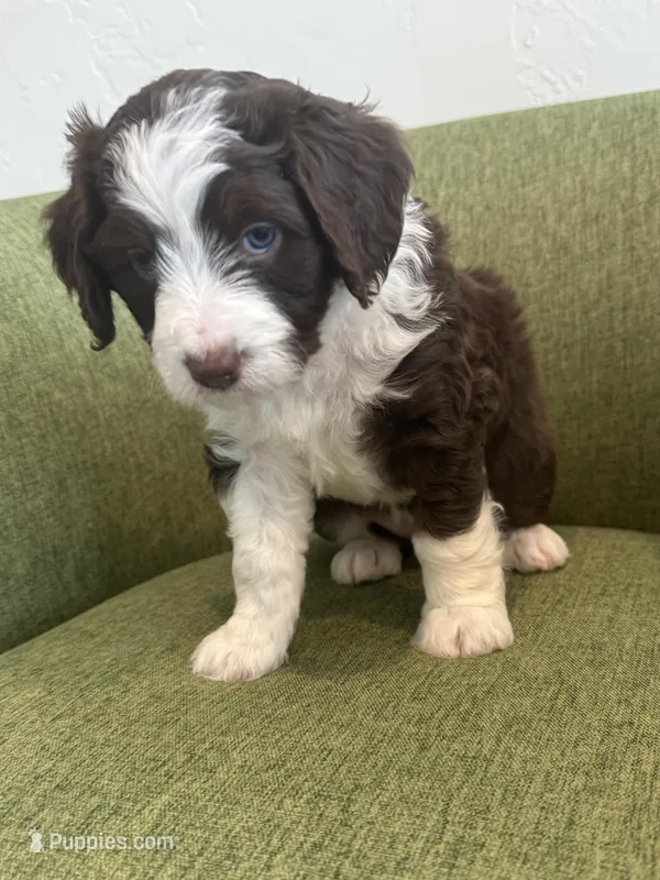 Picabo Street – Miniature Bernedoodle, Miniature Aussiedoodle puppy for sale in Greenville, OH