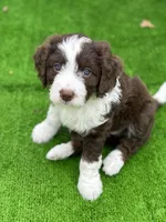 Picabo Street, a female Miniature Bernedoodle and Miniature Aussiedoodle for sale in Greenville, OH – Photo 2 of 3