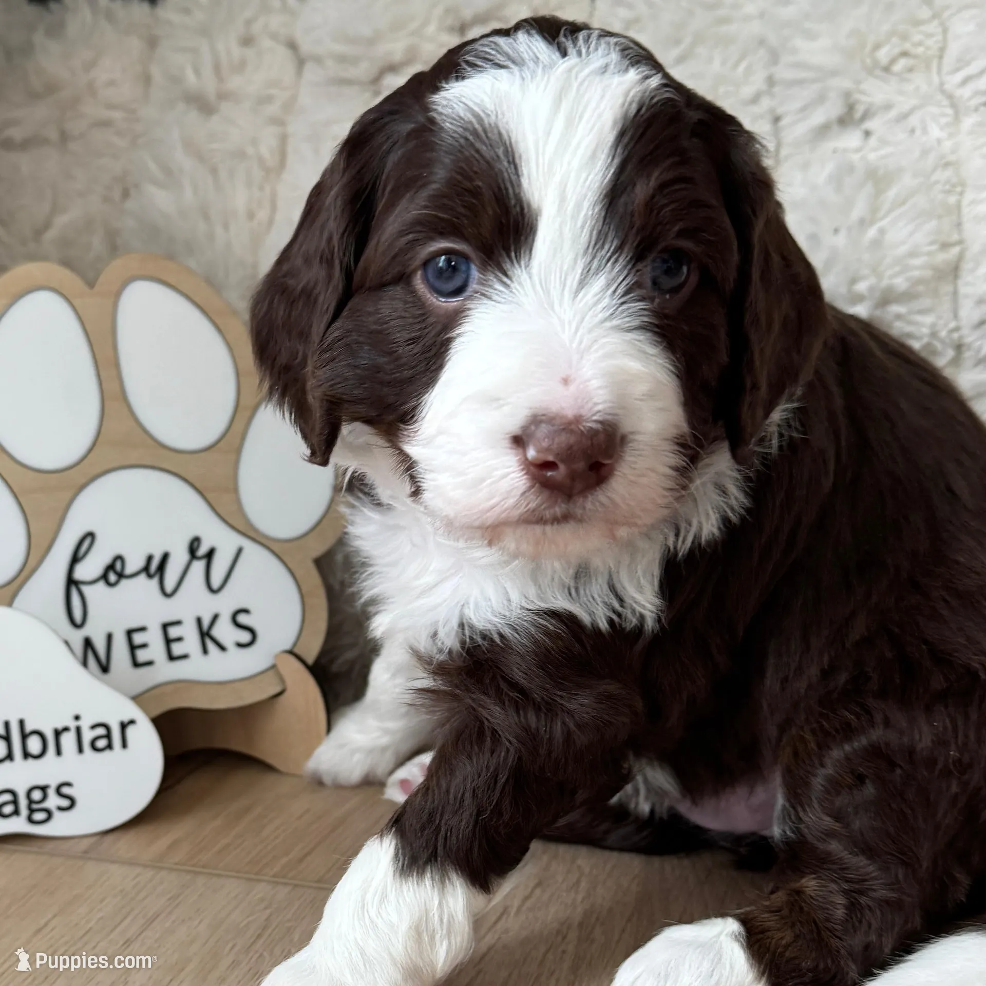 Picabo Street – Miniature Bernedoodle, Miniature Aussiedoodle puppy for sale in Greenville, OH