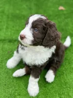 Picabo Street, a female Miniature Bernedoodle and Miniature Aussiedoodle for sale in Greenville, OH – Photo 3 of 3