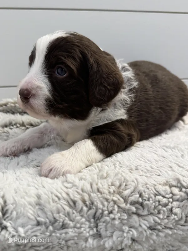 Picabo Street – Miniature Bernedoodle, Miniature Aussiedoodle puppy for sale in Greenville, OH