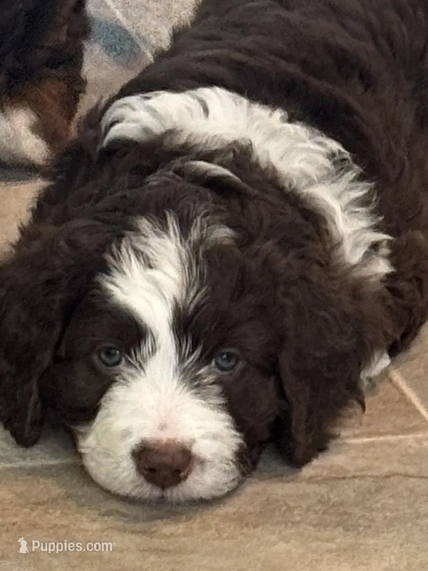 Picabo Street – Miniature Bernedoodle, Miniature Aussiedoodle puppy on hold in Greenville, OH