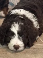 Picabo Street, a female Miniature Bernedoodle and Miniature Aussiedoodle for sale in Greenville, OH – Photo 1 of 4
