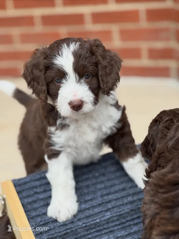 Picabo Street – Miniature Bernedoodle, Miniature Aussiedoodle puppy for sale in Greenville, OH