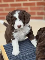 Picabo Street, a female Miniature Bernedoodle and Miniature Aussiedoodle for sale in Greenville, OH – Photo 1 of 3